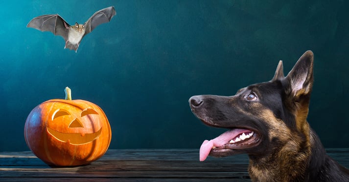 Dog looking at bat