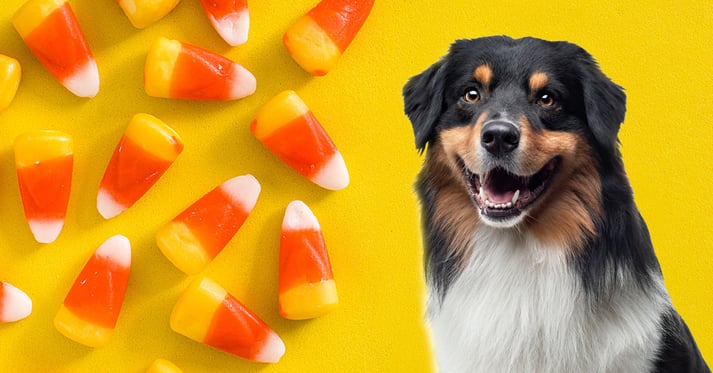 Dog and candy corn