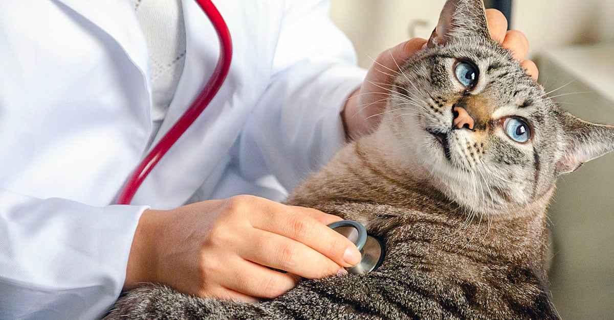 Pet care, cat getting examined by vet