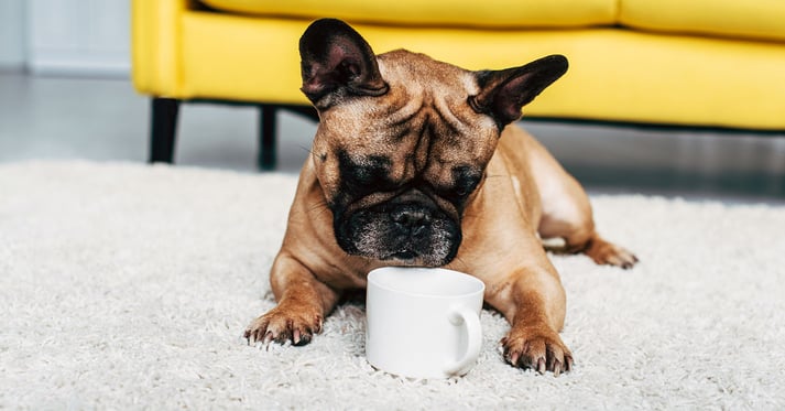 Dog and coffee cup