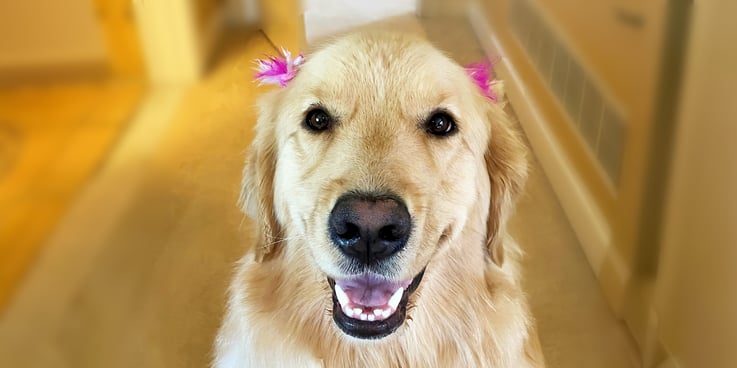 Golden retriever with a pink bow on each ear