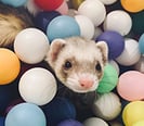 2023-WPN-will-ferret