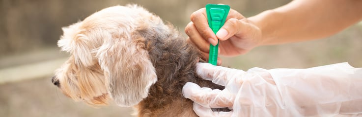 Dog receiving topical flea medication