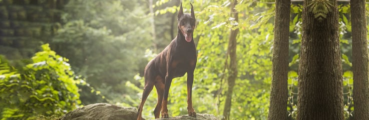 Doberman Shadow standing tall among the trees in the forest