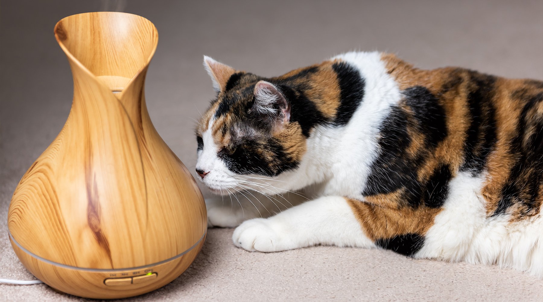 Calico cat examining essential oil diffuser
