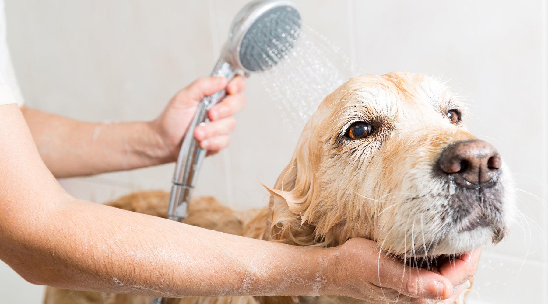 Dog getting a bath