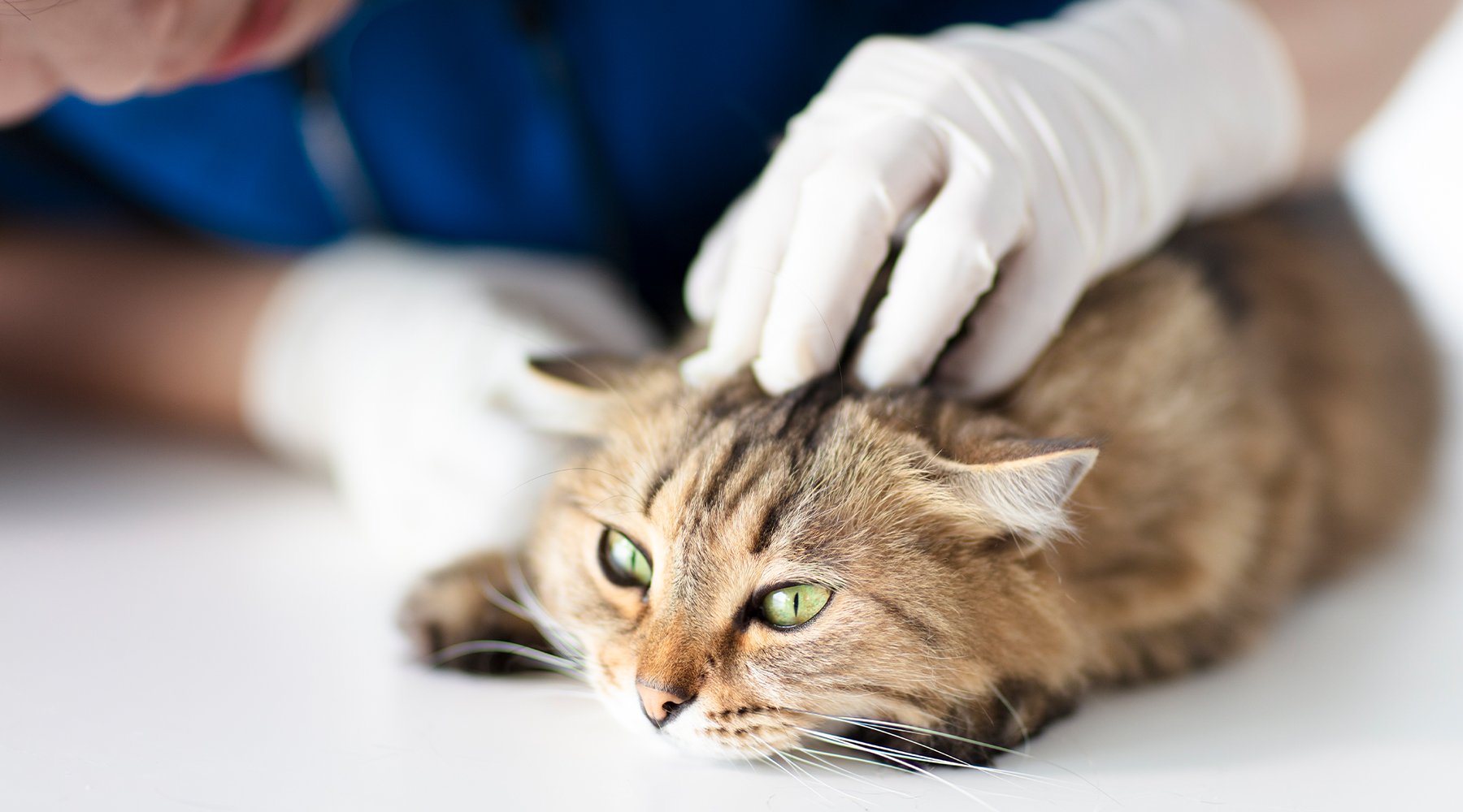 Looking through cat's fur for parasites