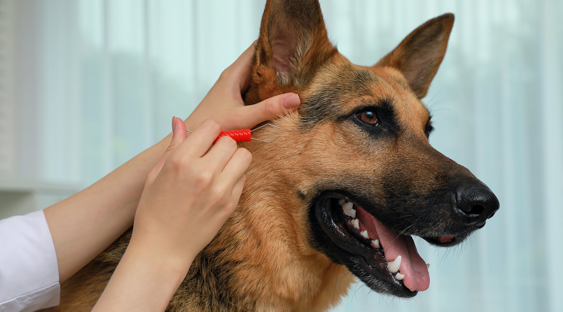 Using tweezers on German shepherd for tick removal