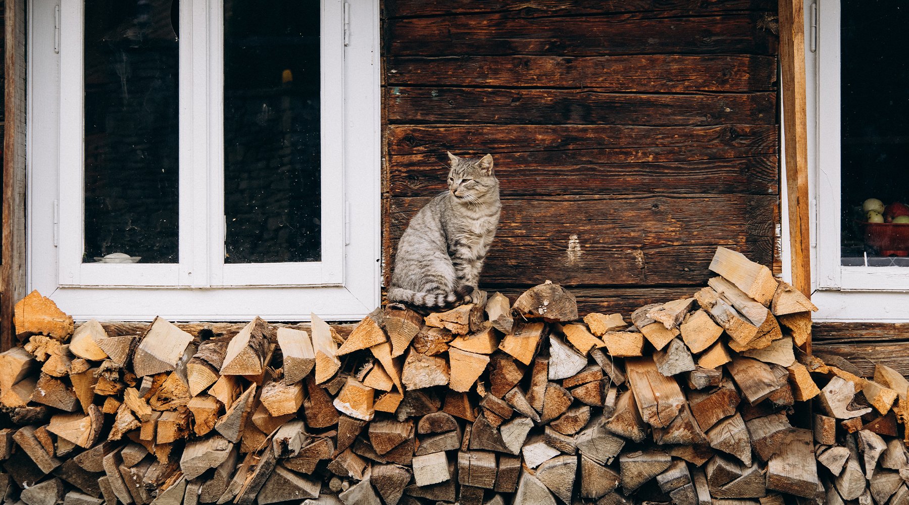 Cat sitting atop a wood pile