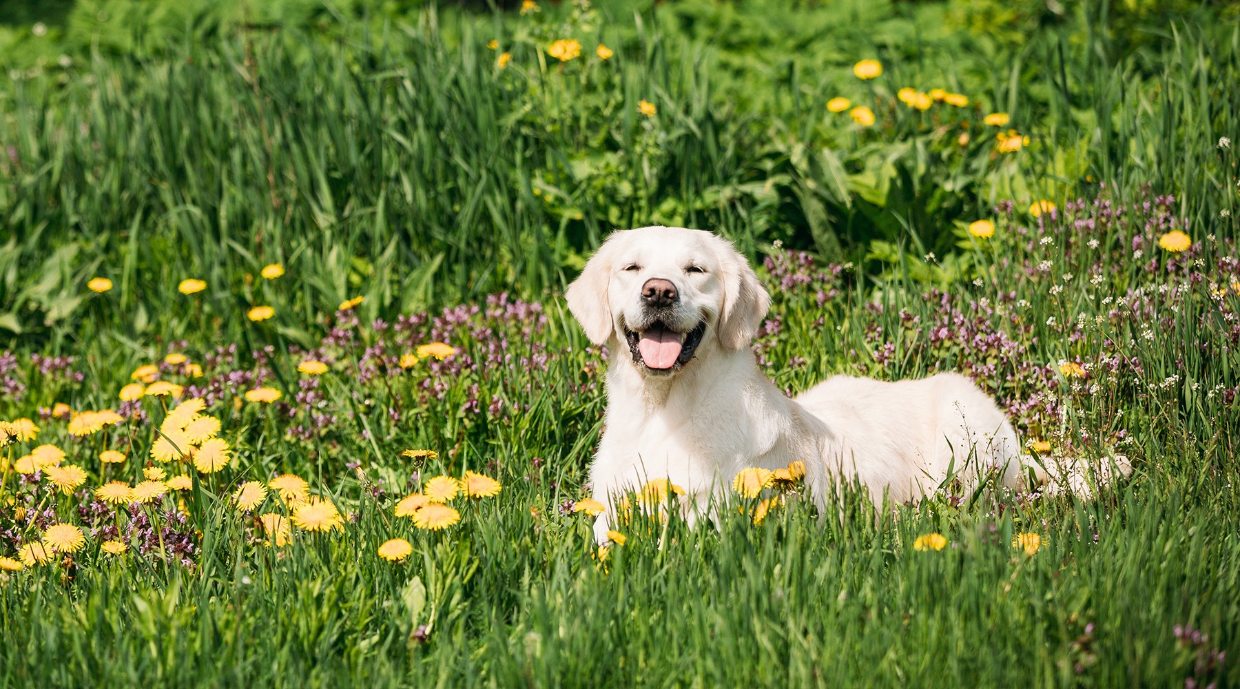 Happy dog sitting in the middle of garden