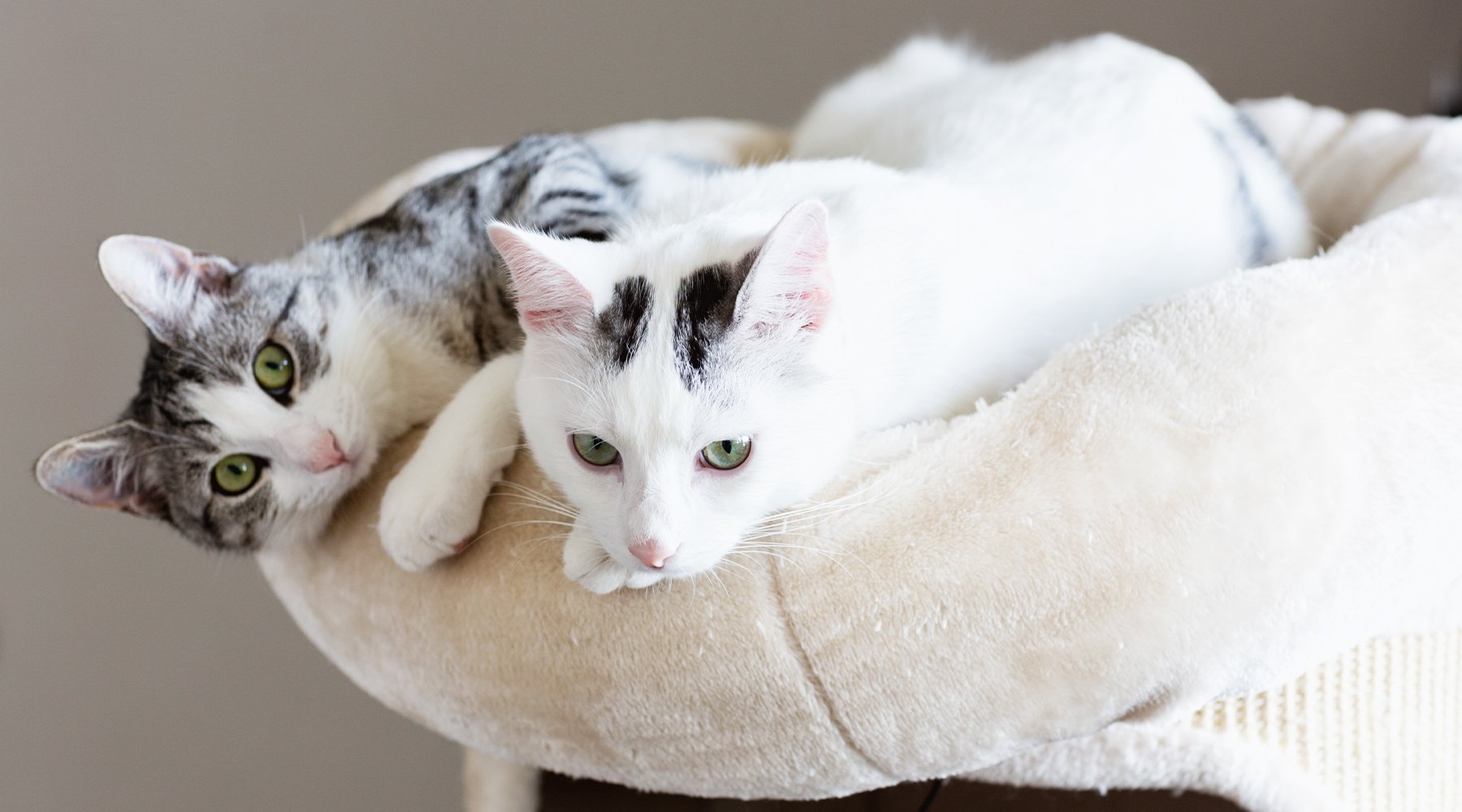 Two cats watching from a pet bed