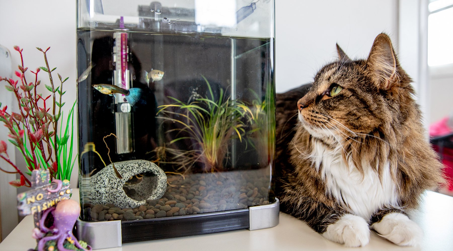 Cat watching fish in tank