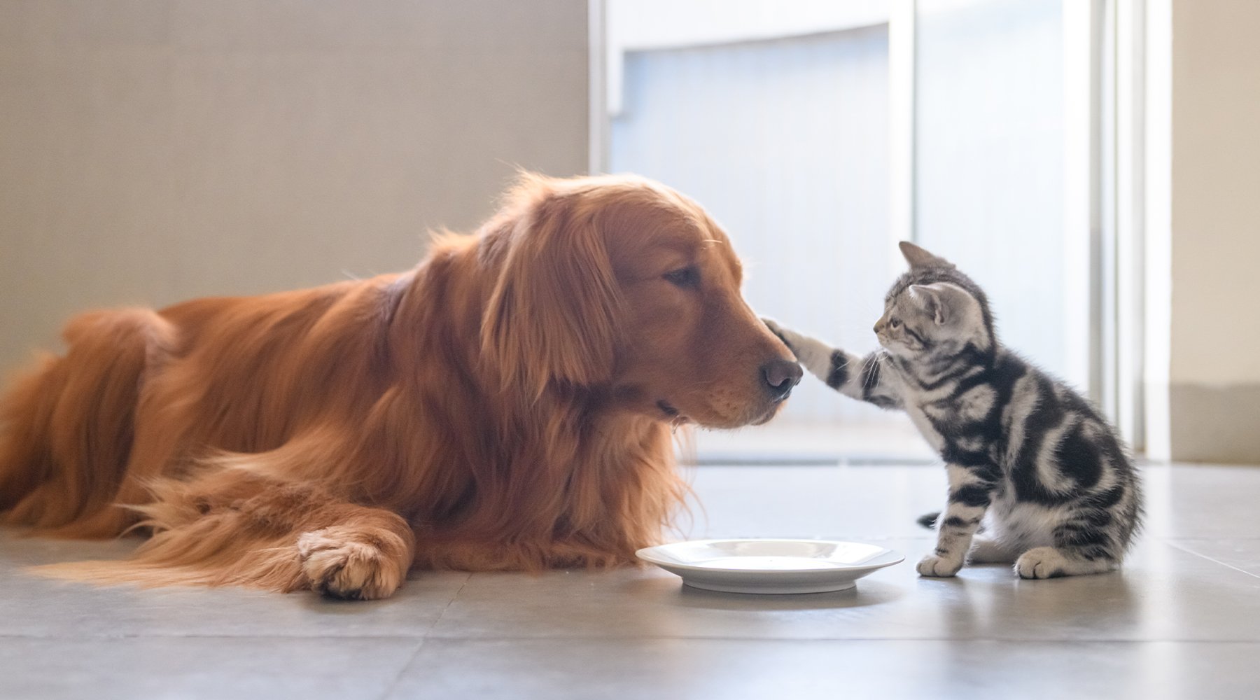 Kitten greeting large golden dog