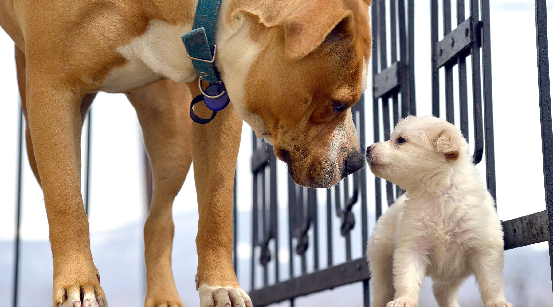 Large dog meeting puppy outdoors