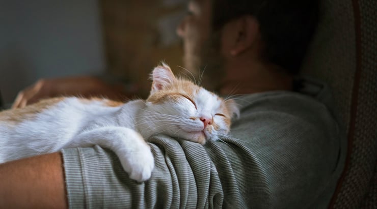 Contented cat sleeping on man's arm