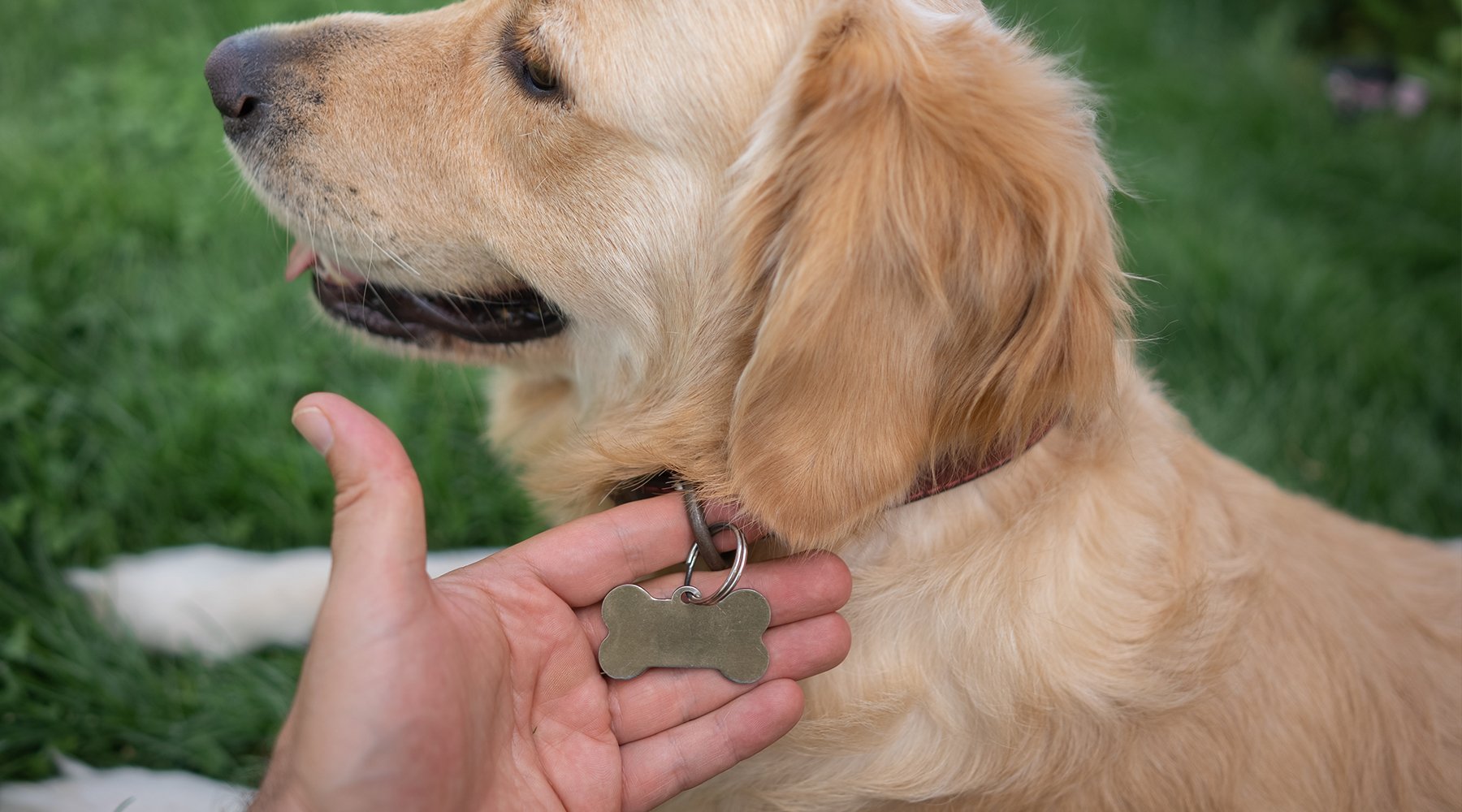 Blank pet tag on large golden dog