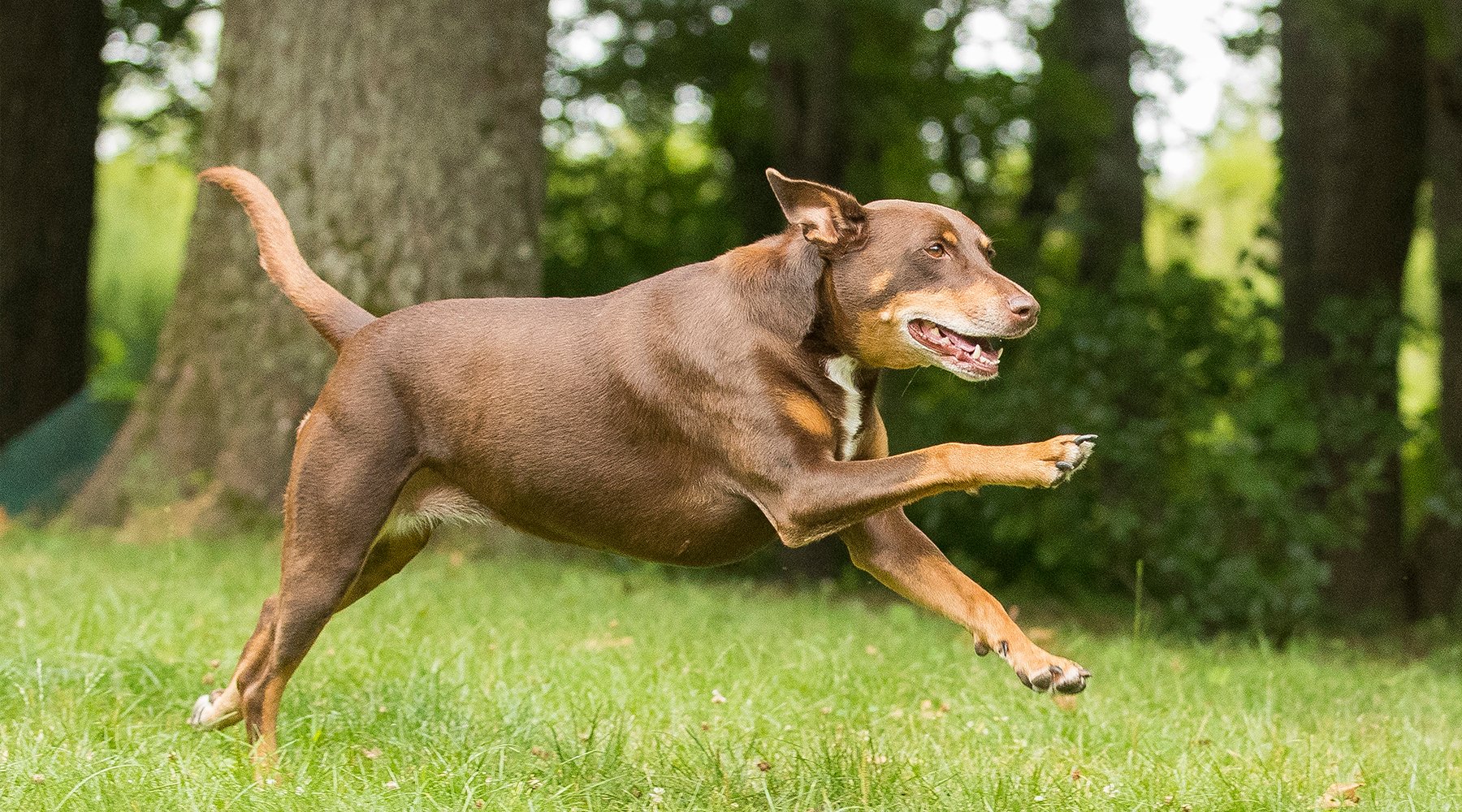 Samantha the Doberman running through the woods