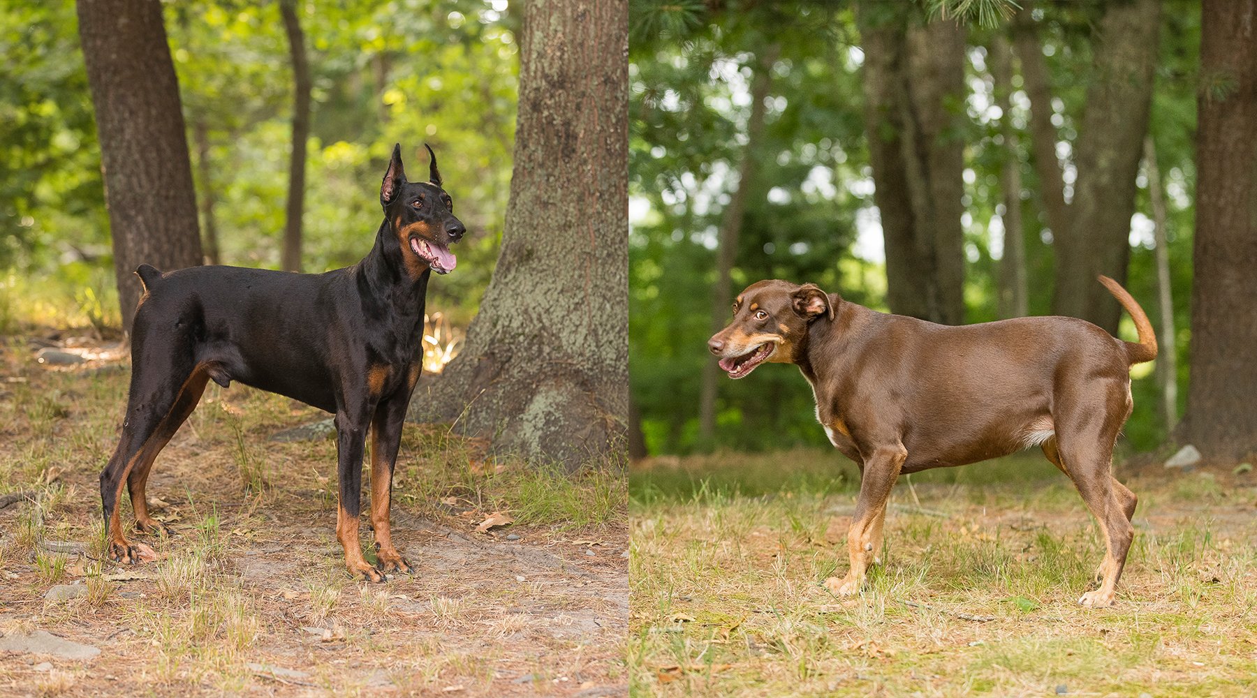 Dobermans Shadow (left) and Samantha (right) 