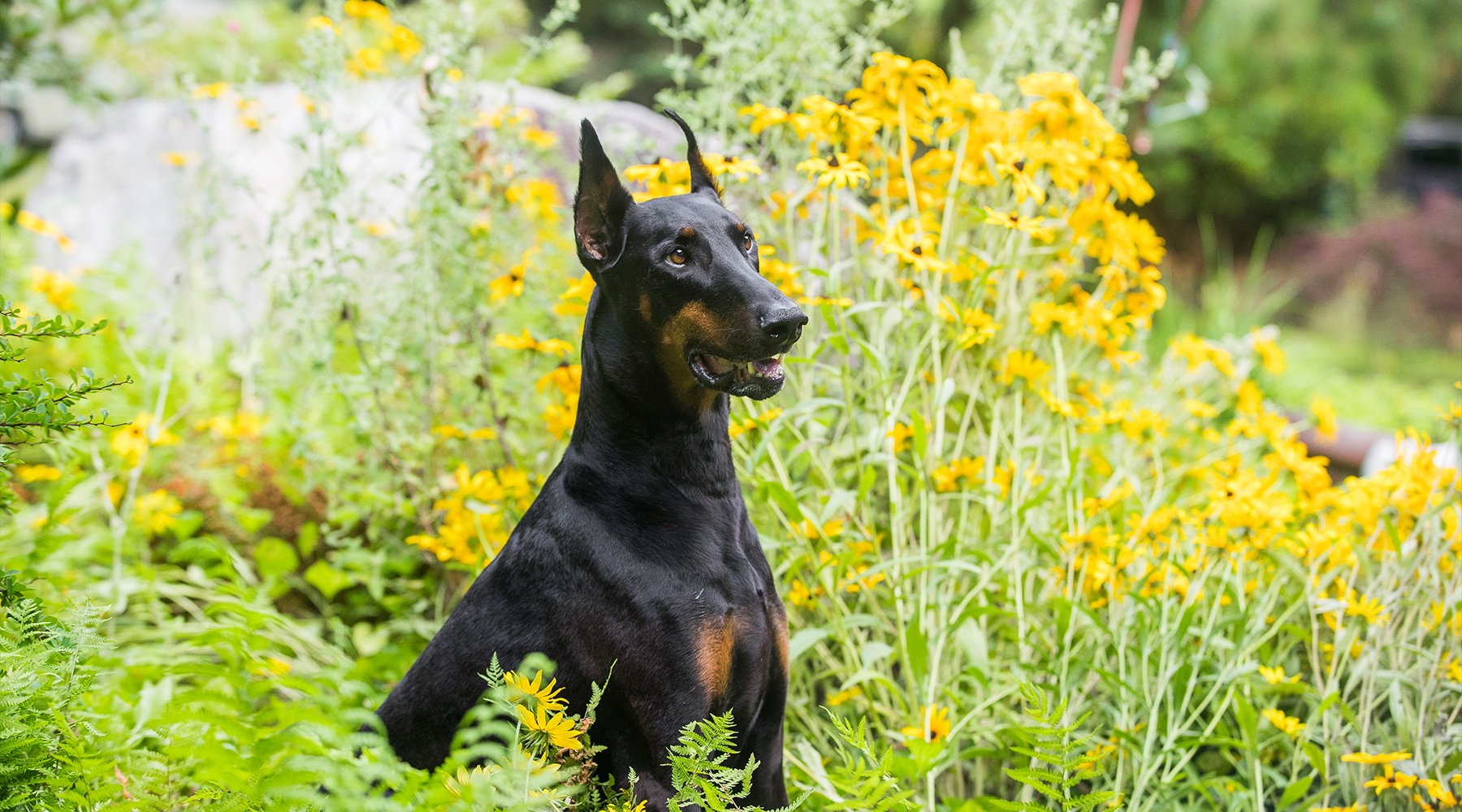 Large Doberman sitting in a bed of wildflowers