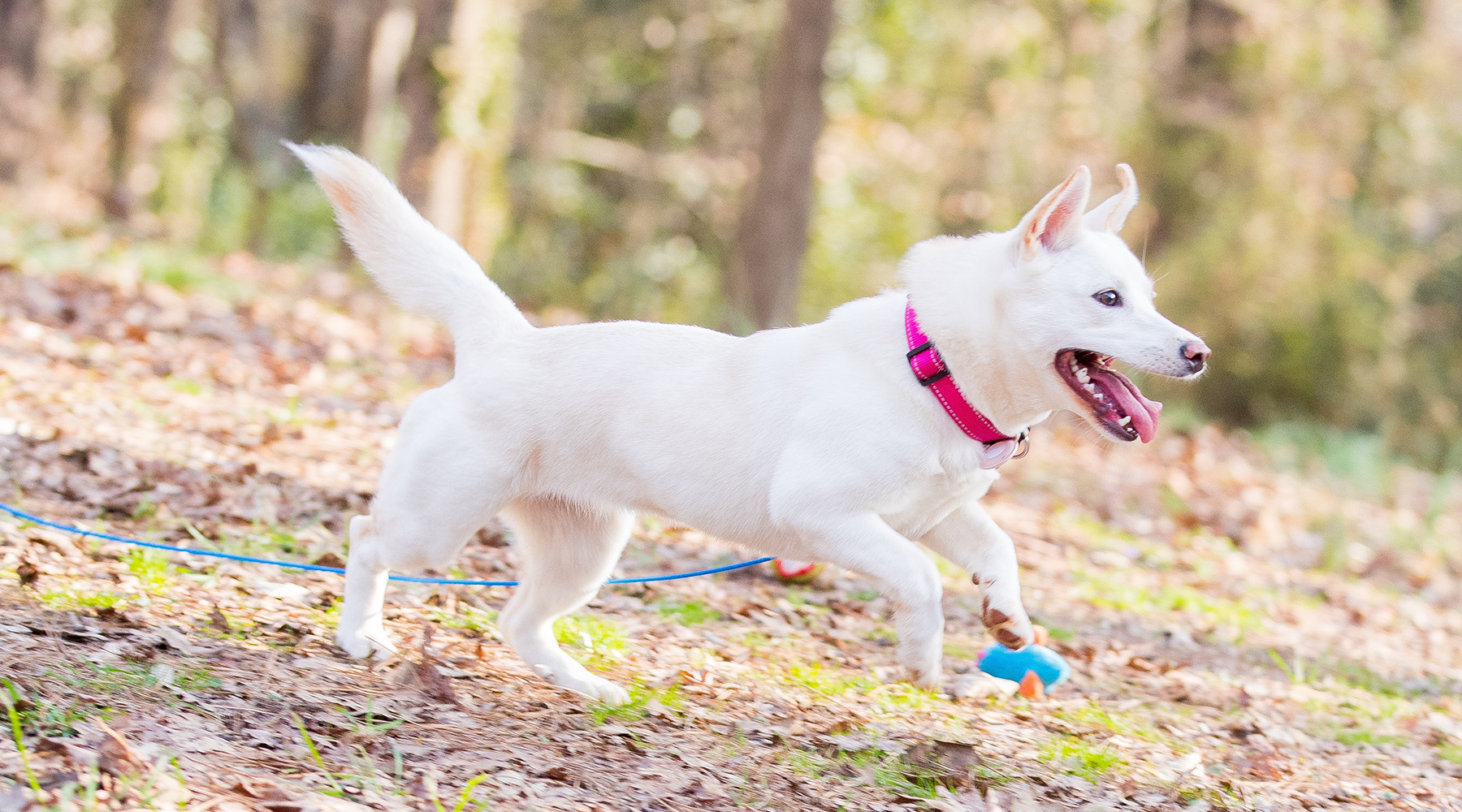 Belle runs through her backyard with a toy