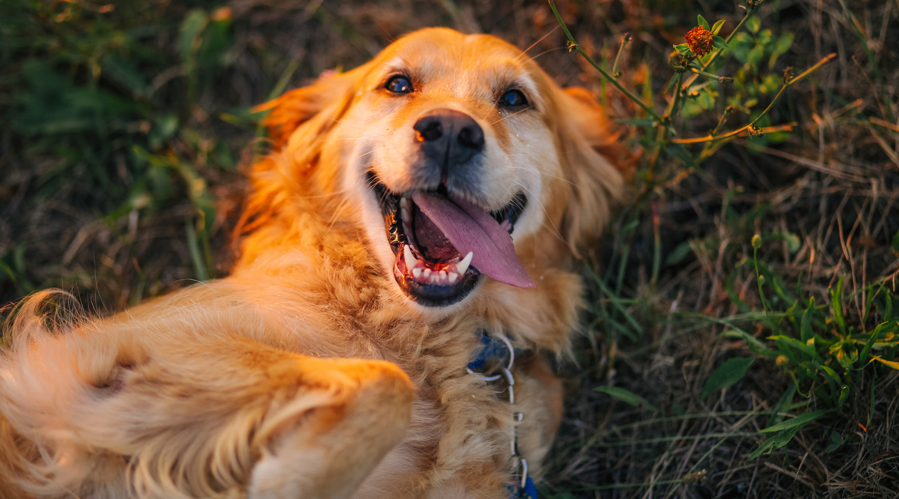 Retriever breed laying on the grass