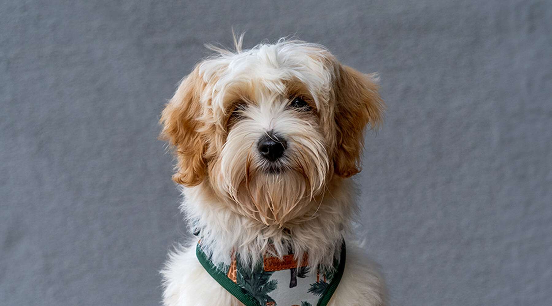 10391C_2025 Spring Companion_Pets Best Friend_Cavachon