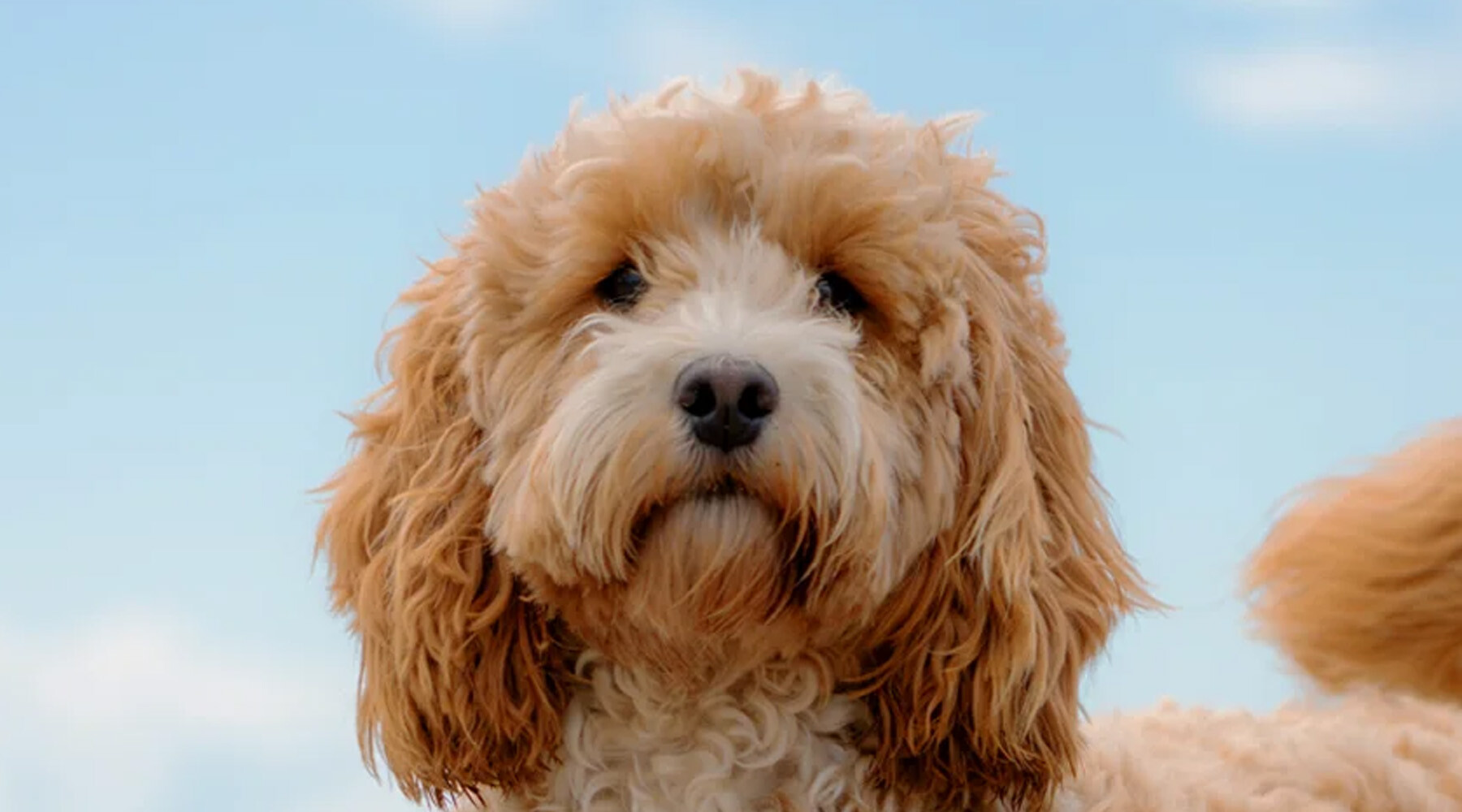 10391C_2025 Spring Companion_Pets Best Friend_Cockapoo