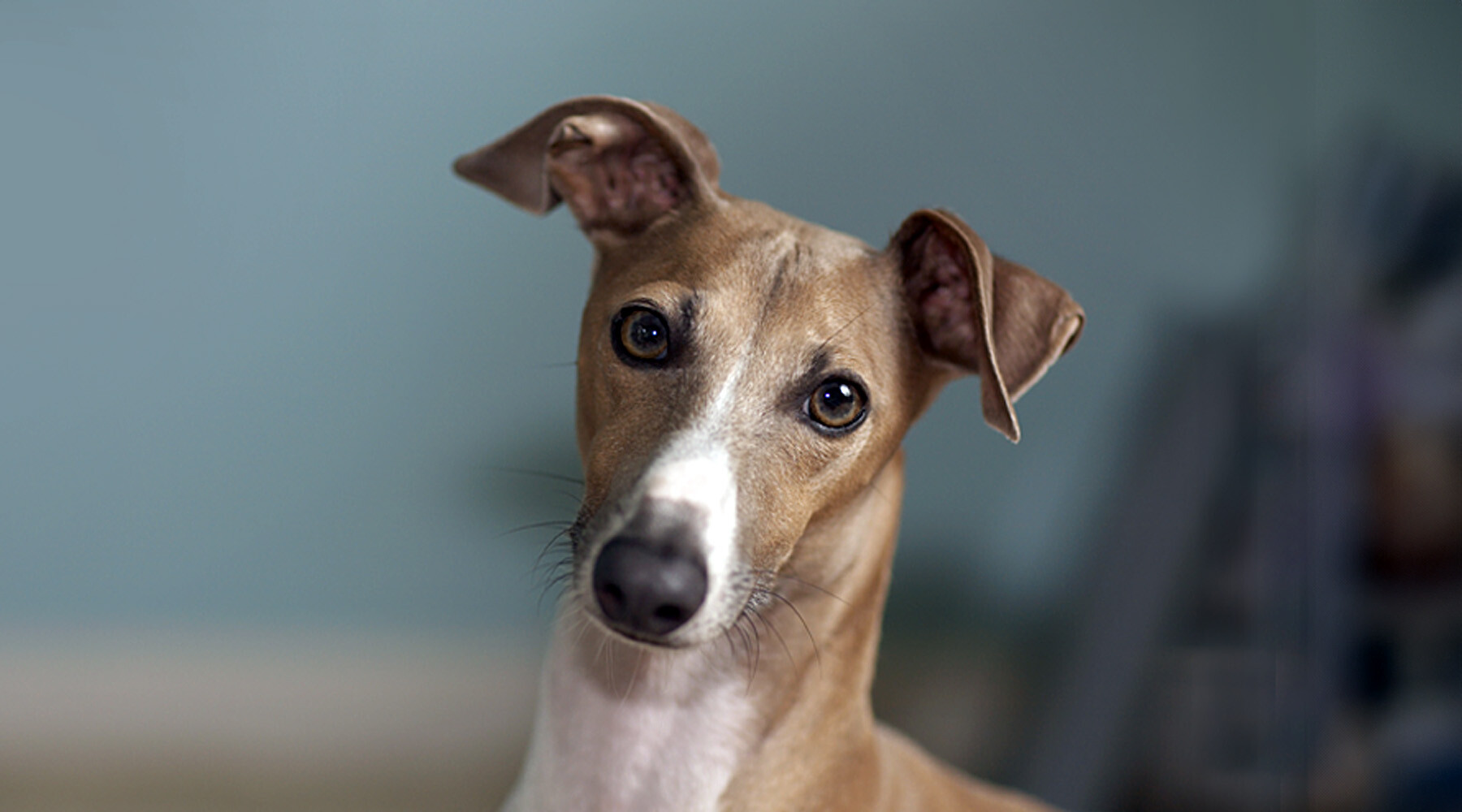 10391C_2025 Spring Companion_Pets Best Friend_Italian Greyhound