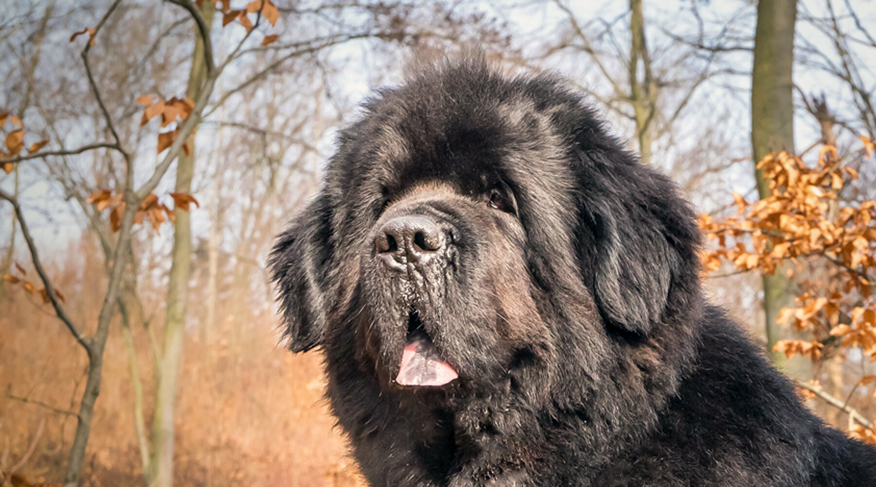 10391C_2025 Spring Companion_Pets Best Friend_Newfoundland
