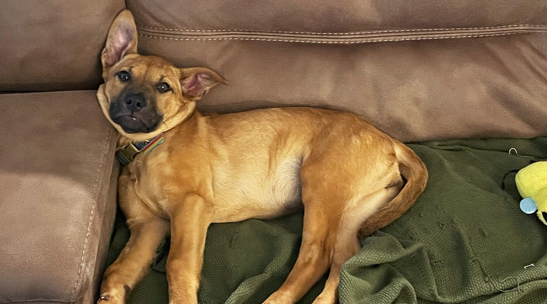 Molly from Corporate as a puppy laying down on a couch