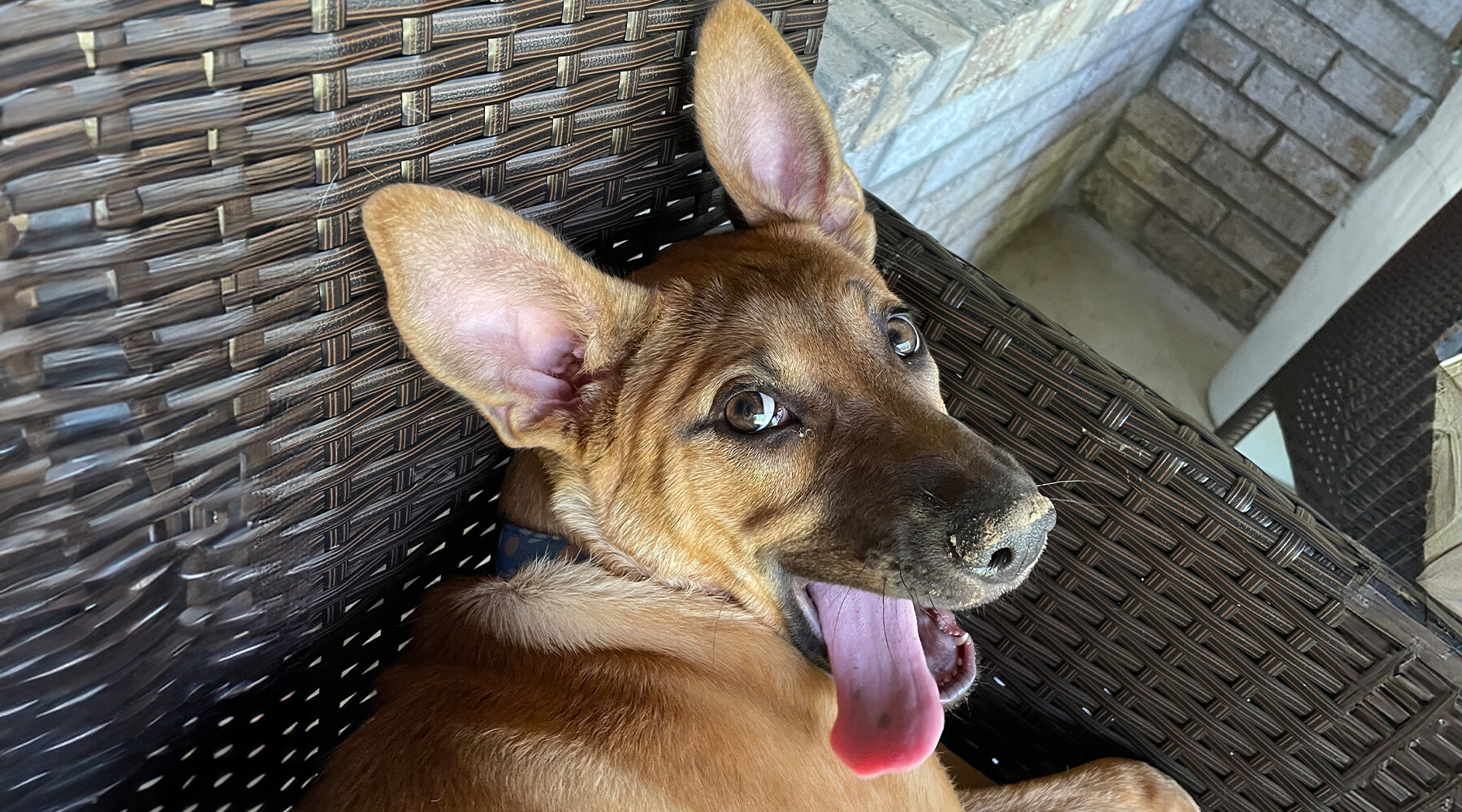 Molly from Corporate shows off her goofy side with a lolling tongue and flopping ears
