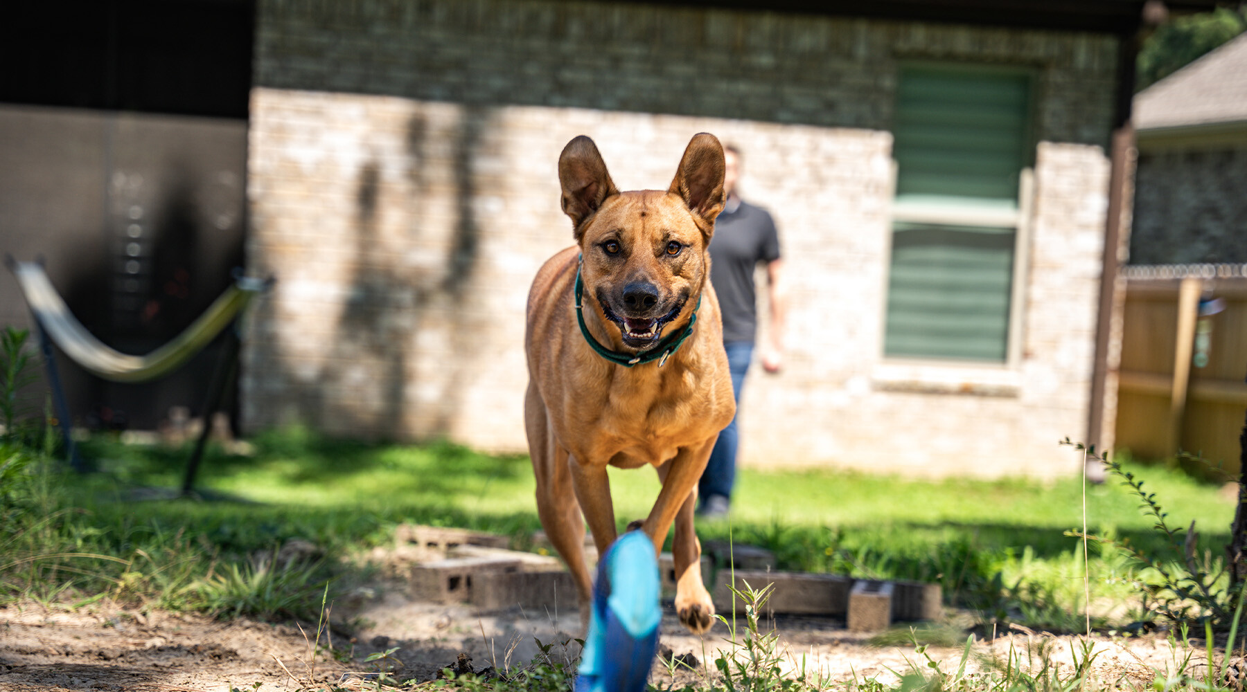 Member Molly from Corporate chasing down a toy at top speed