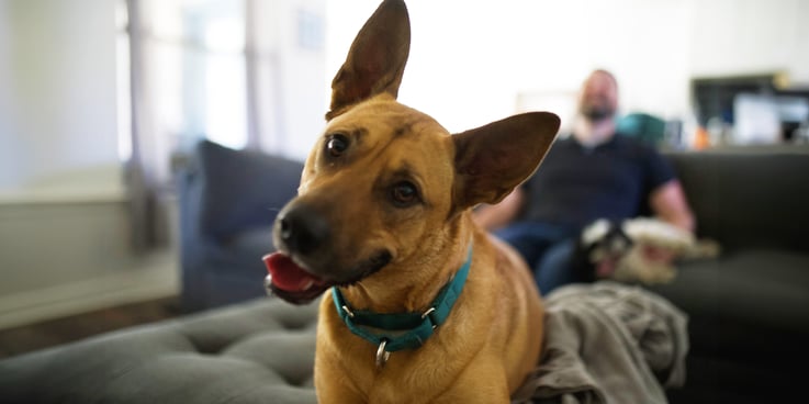 Close up of canine Molly from Corporate doing a head tilt