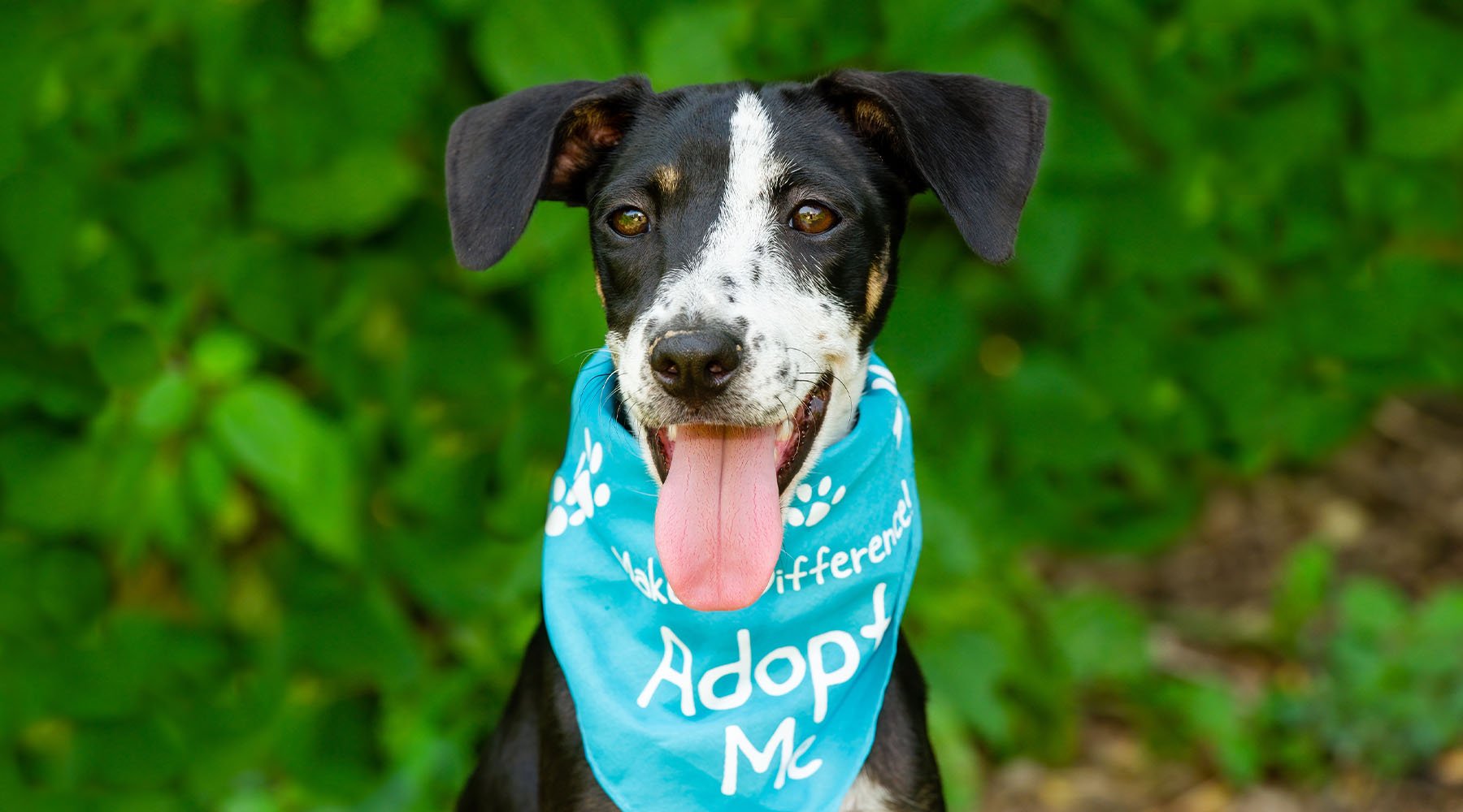 Rescue dog with a bandana that reads adopt me