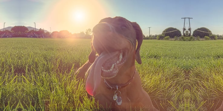 Dog panting under the summer sun