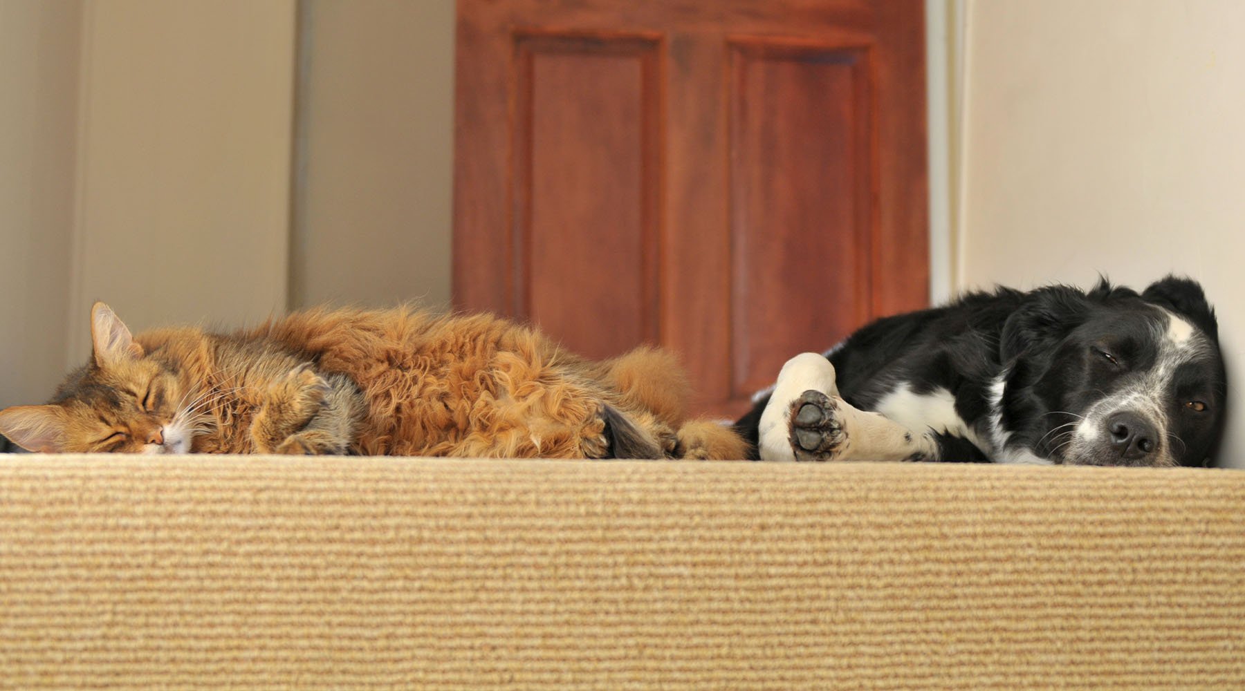 Dog and cat napping indoors
