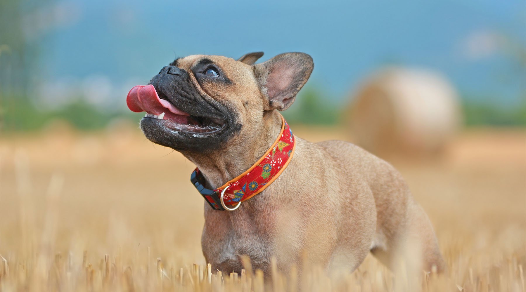 French bulldog standing in sunny field