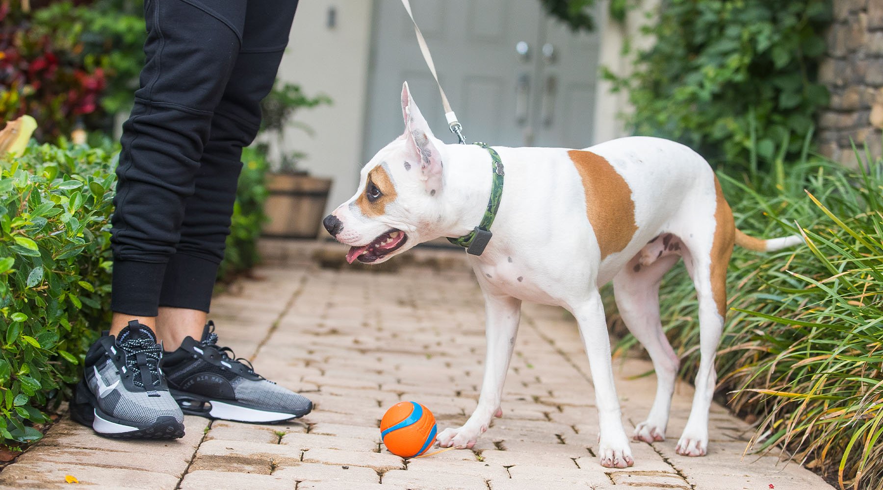 Rocket drops a ball at Alex's feet hoping for play time