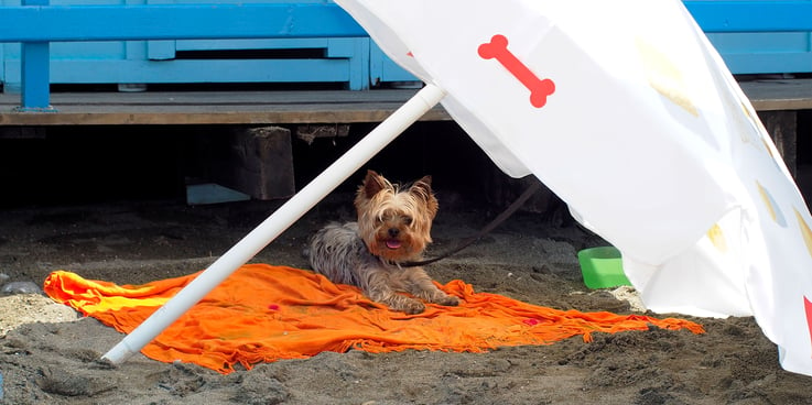Dog at the beach sitting on a towel under an umbrella