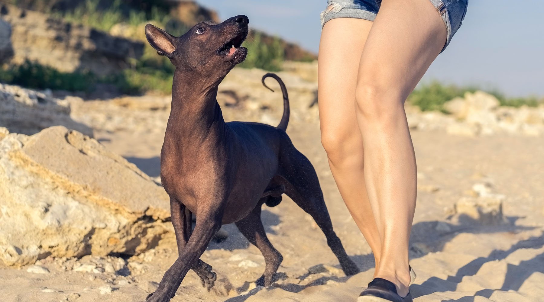 Xoloitzcuintli dog on the beach