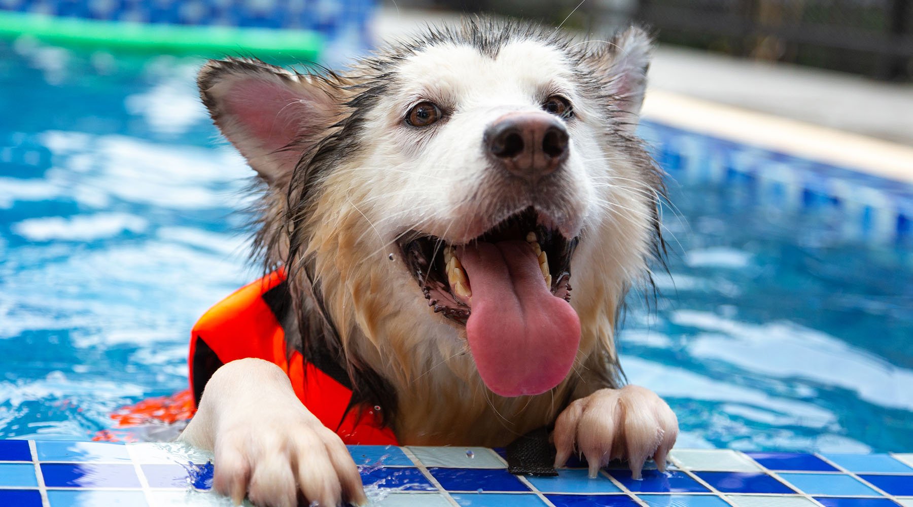 Happy husky dog in swimming pool