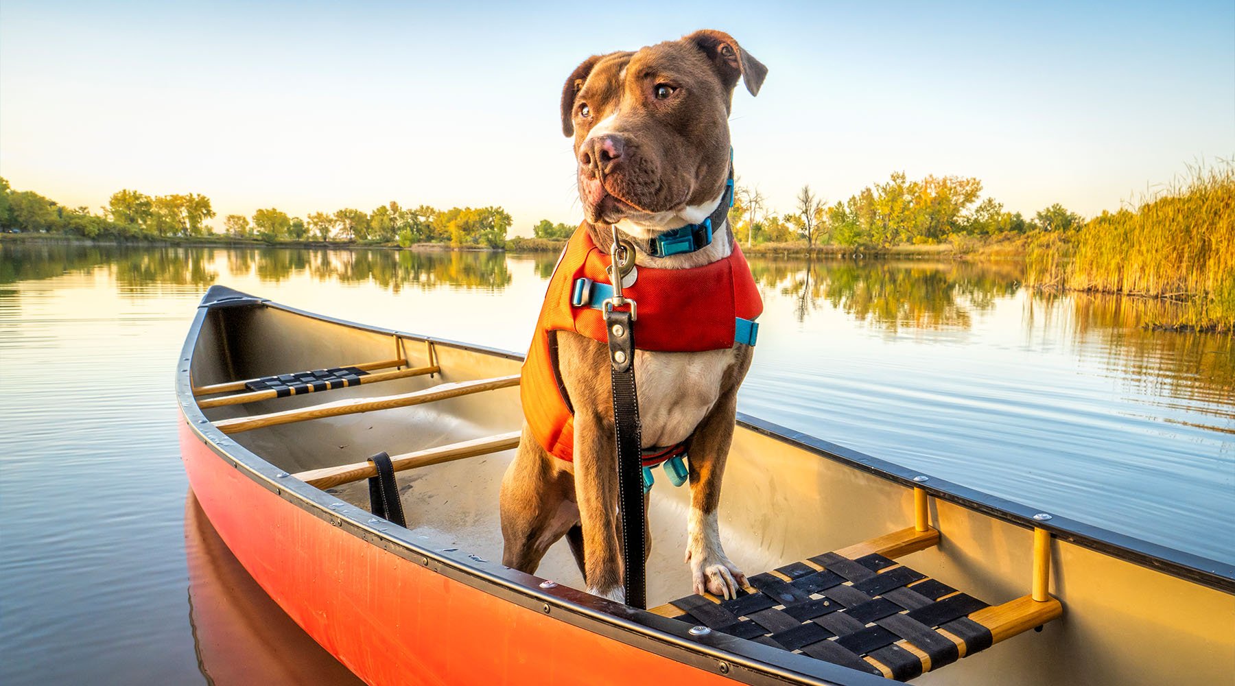 Canoe paddling with dog in life jacket