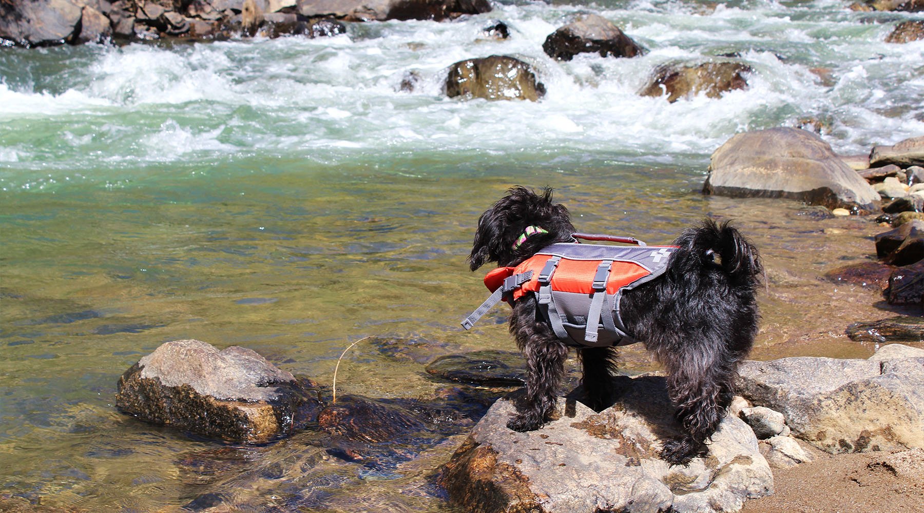 Small dog in life jacket at the edge of a river