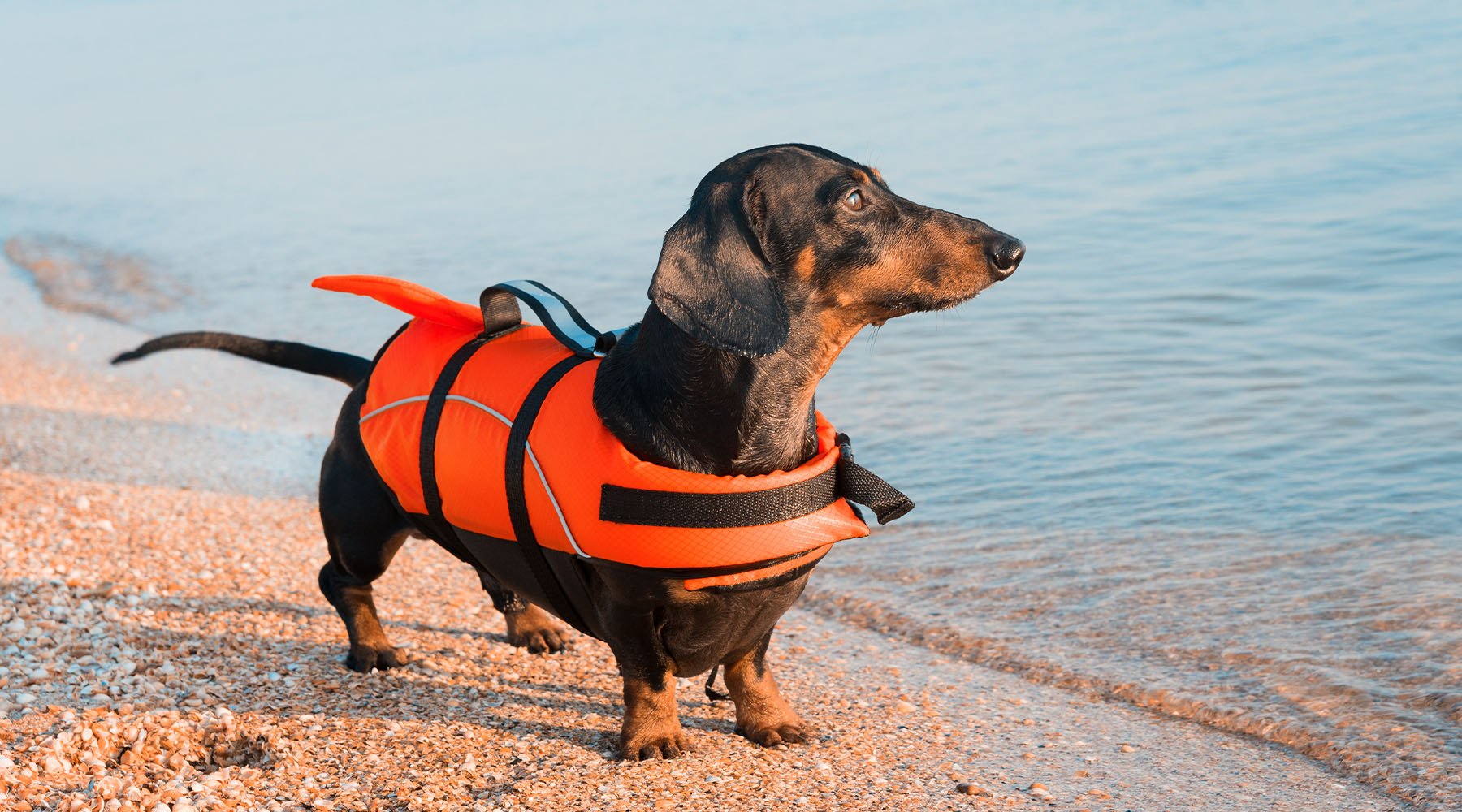 Dachshund breed in life jacket standing on the beach