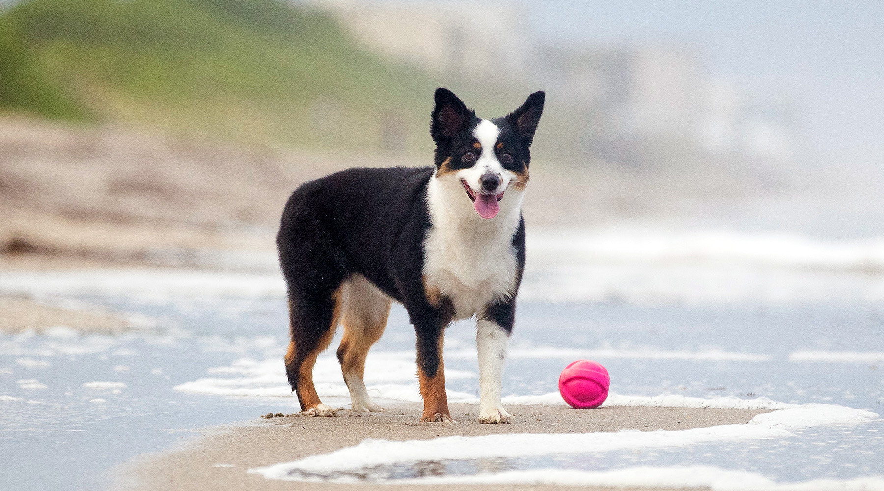 Dublin at the beach with a ball