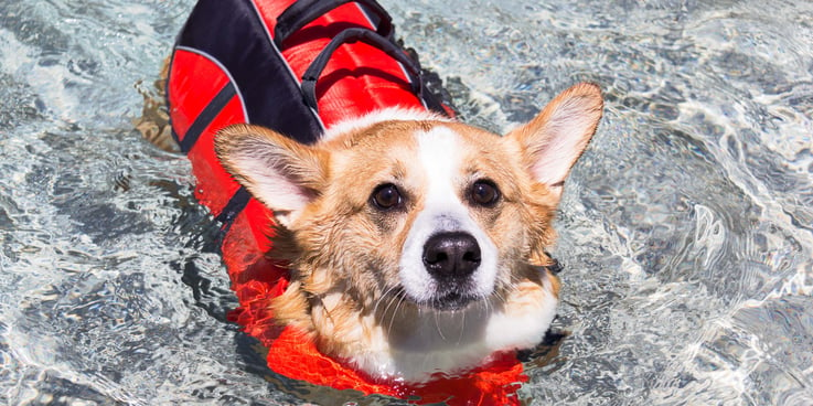 Corgi in a dog life jacket swimming