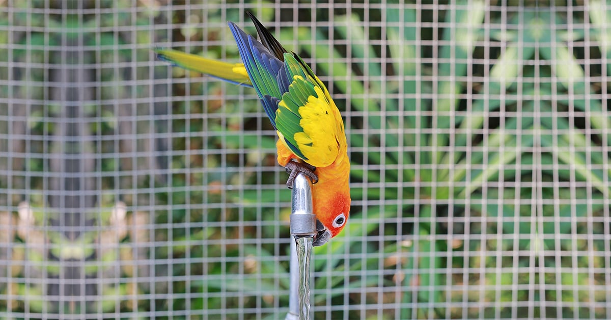 Sun conure drinking water