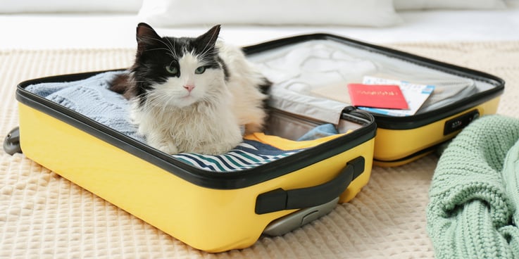 Cat sitting in a packed suitcase