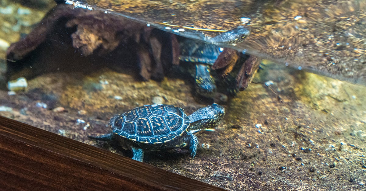Turtle swimming in water tank