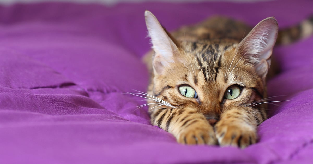 Sneaky kitten on a blanket